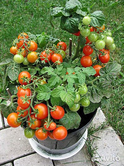 Семена низкорослых сортовых томатов для дома, дачи