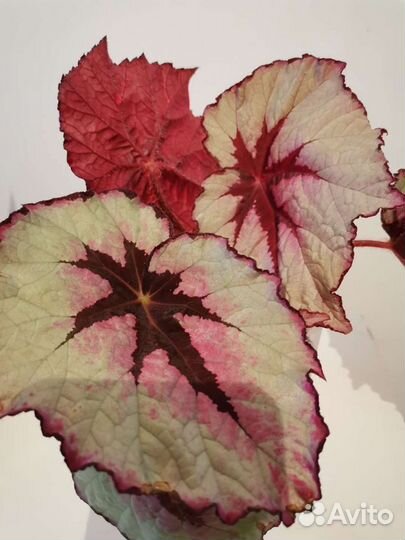 Бегония декоративно лиственная