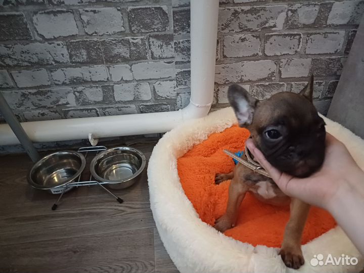 Щенок французского бульдога