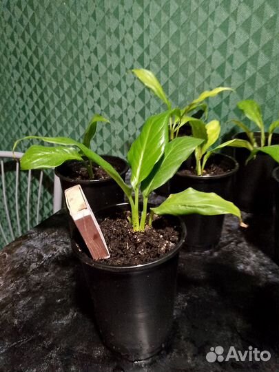 Спатифиллум