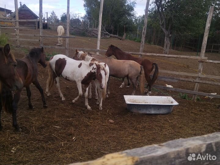 Лошади1,5года