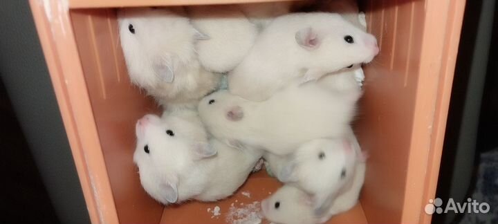 Сирийский хомяк