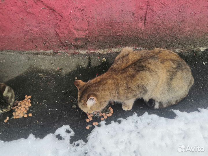 Кошка в дар