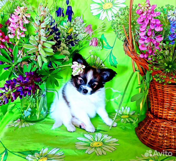 Щенки папийона