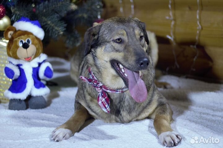 Очень умный пес ищет дом