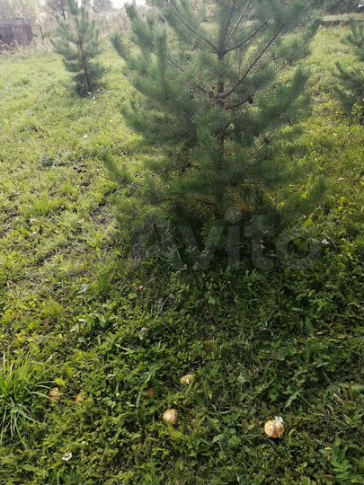 Участок 12 сот. (СНТ, ДНП)