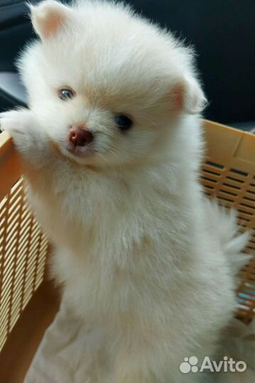 Померанский шпиц медвежьего типа