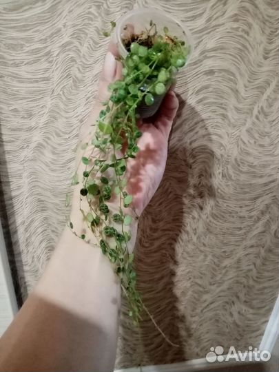 Комнатные цветы