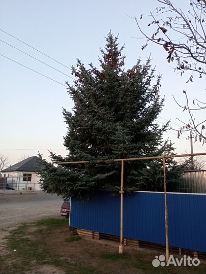 Голубая ель