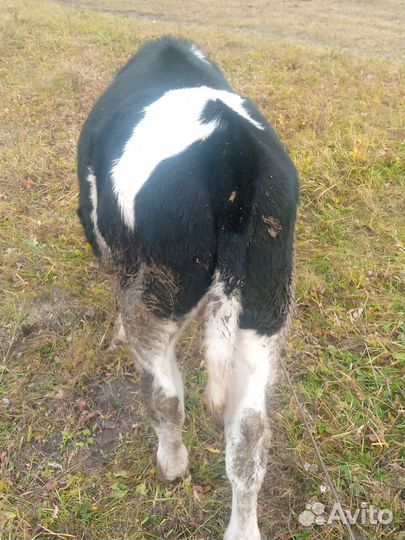 Продам бычка 5 мес