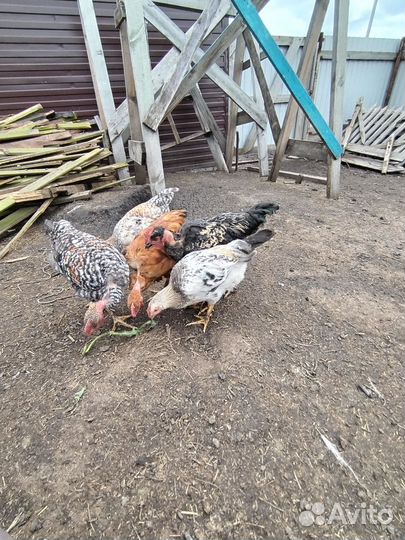 Петушки 3 месяца