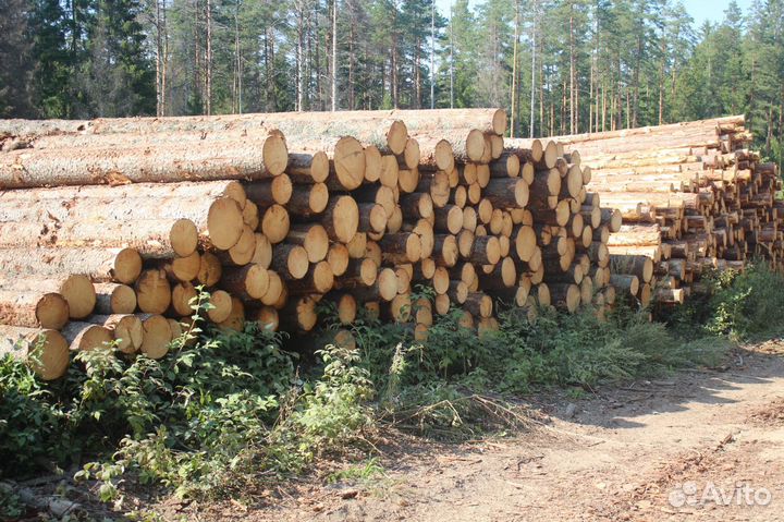 Пиловочник Круглый лес Доставка