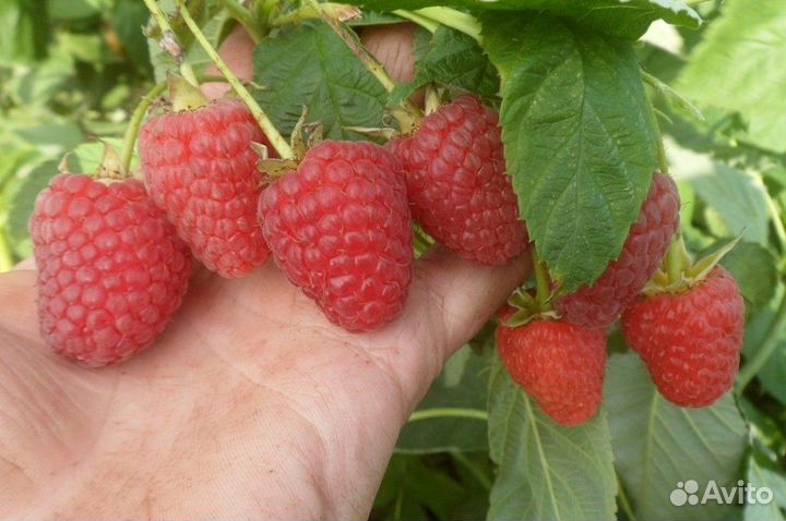 Саженцы яблони