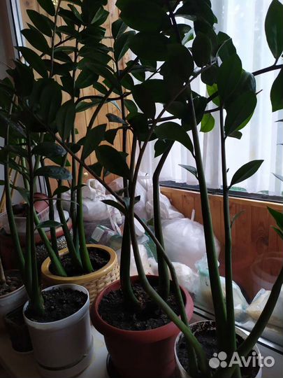 Замиокулькас