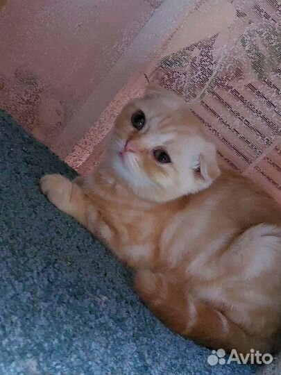 Шотландские вислоухие котята