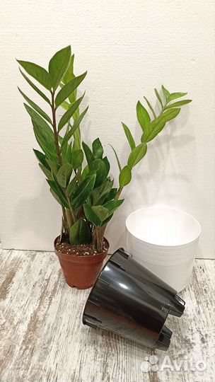 Замиокулькас + кашпо со скрытым поддоном