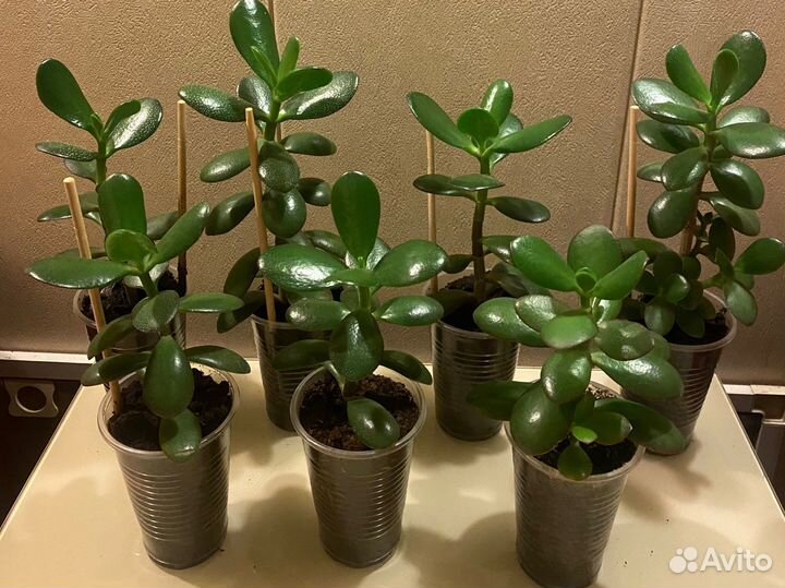 Толстянка (денежное дерево)