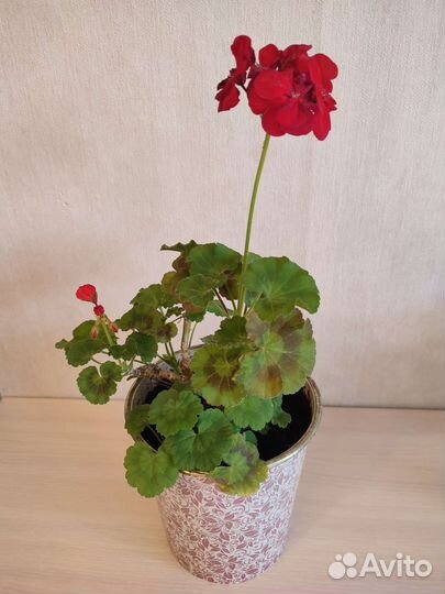 Герань пеларгония