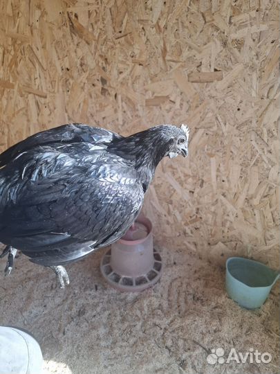 Продам петуха редкой породы аям цемани