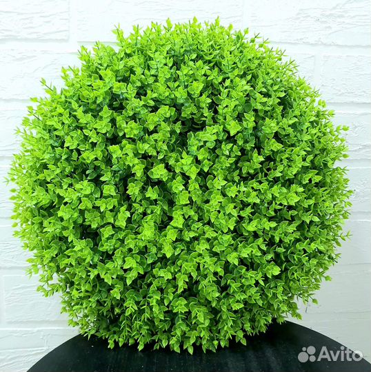 Фитостена. Вертикальное озеленение