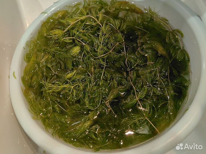 Роголистник