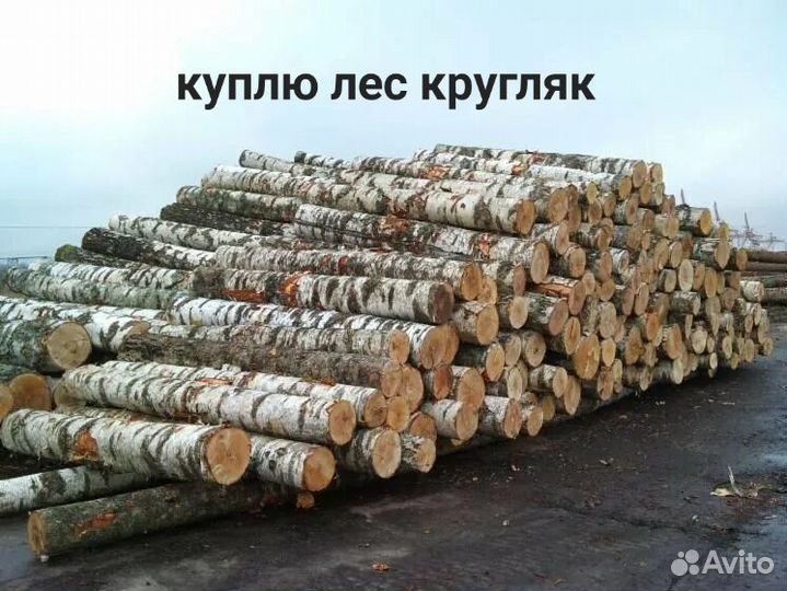 Лес,берёза кругляк