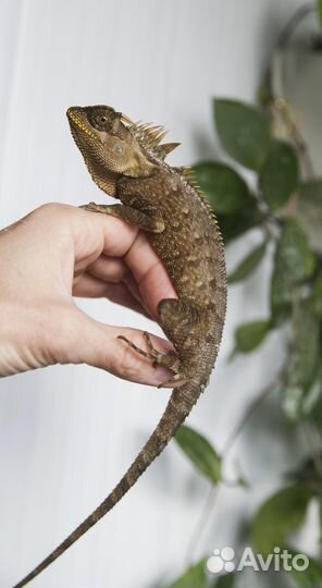 Акантозавры капра