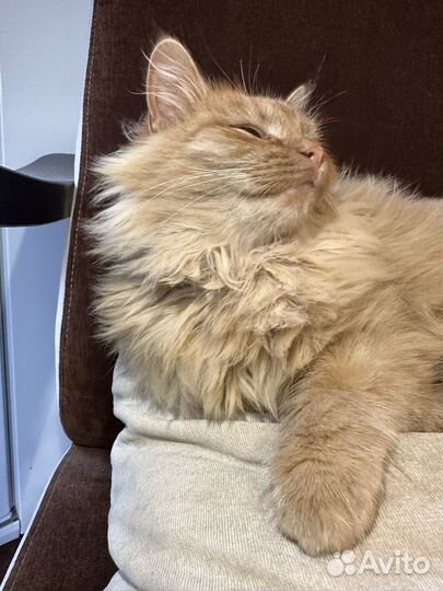 Котенок (котик) рыжий