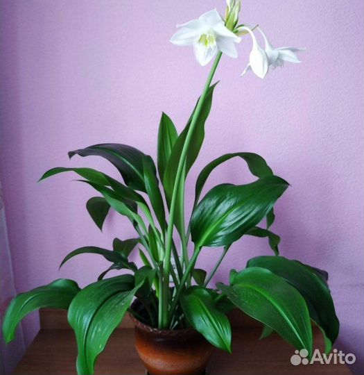 Комнатные цветы