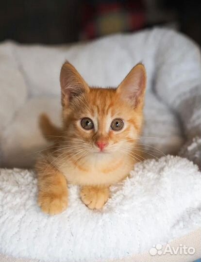 Котенок Рыжее Солнышко в поисках семьи