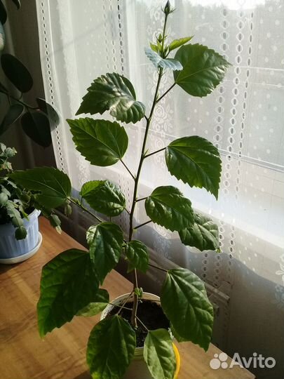 Китайская роза-Гибискус