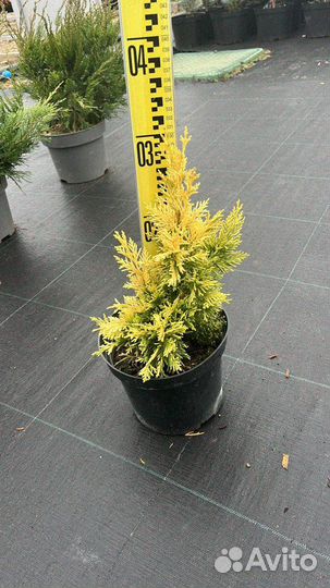 Купрессоципарис Голд Раидер