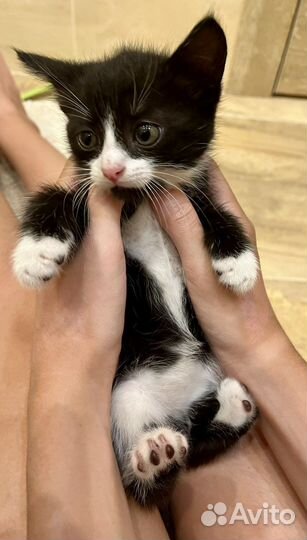 Котенок девочка Бэтмэн