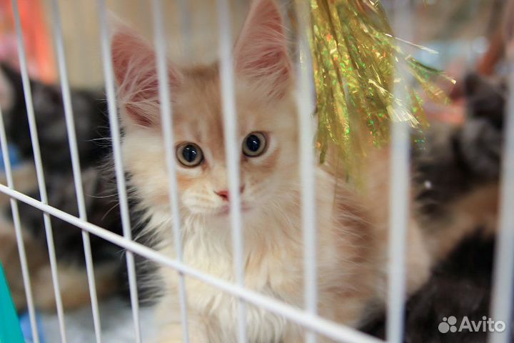 Мейн кун элитные котята с родословной