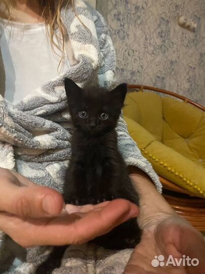 Котик Фауст - в добрые ручки