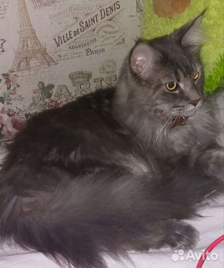 Передержка кошек на время отпуска