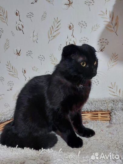 Шотландский вислоухий кот