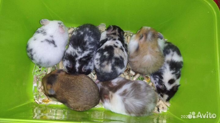 Сирийские хомяки ручные молодые питомник