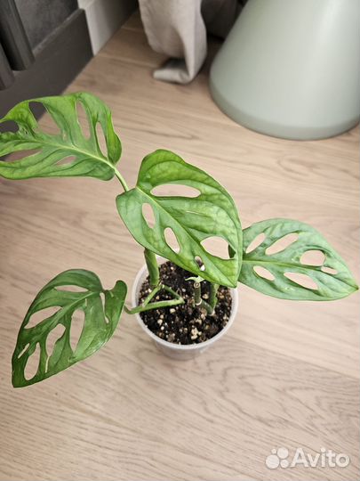 Комнатные растения цветы