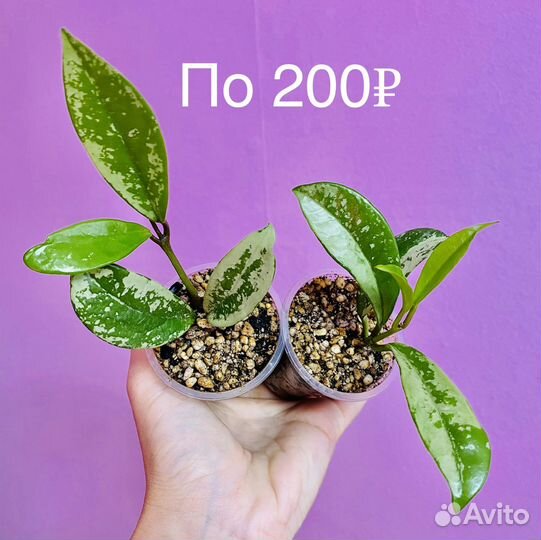Хойи № 5 (AH-074 Silver)