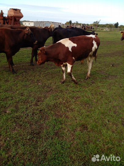 Прошлогодние бычки