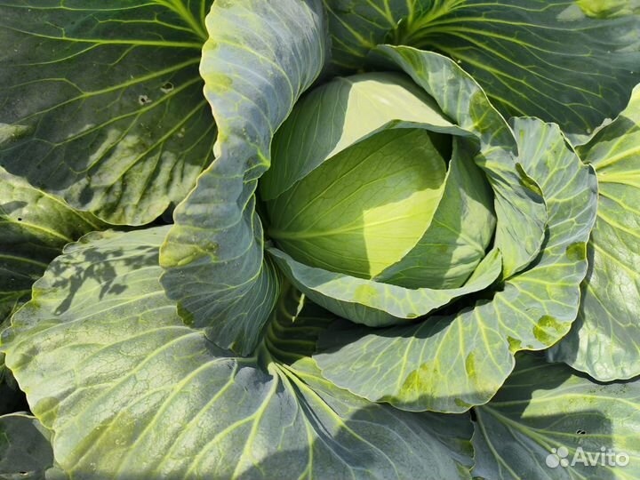 Капуста белокачанная