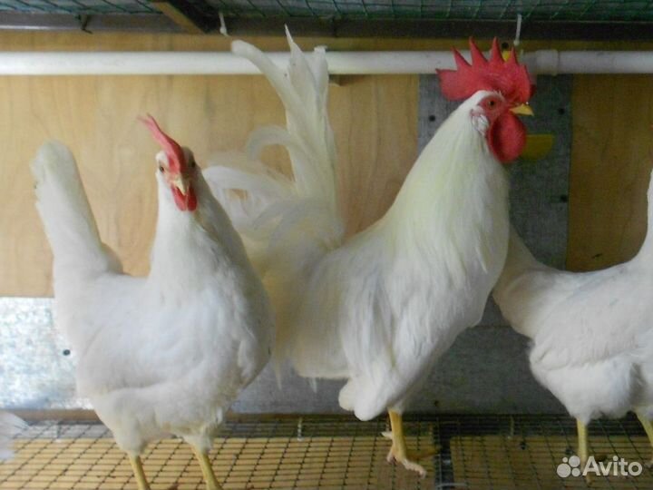 Куры несушки Кросс Коралл порода
