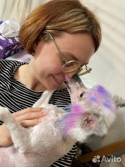 Выгул собак, догситер, зооняня, зоопсихолог