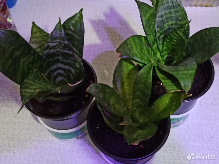 Сансевиерия тещин язык