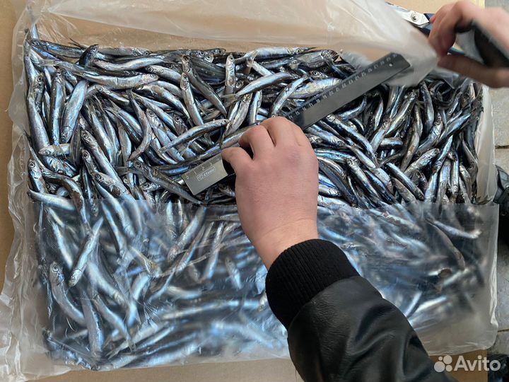 Анчоус черноморский мороженый