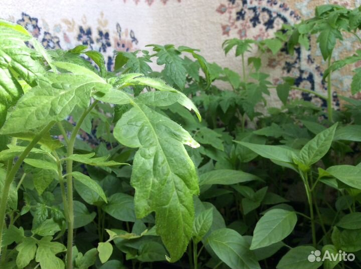 Продам рассаду овощных и цветочных культур