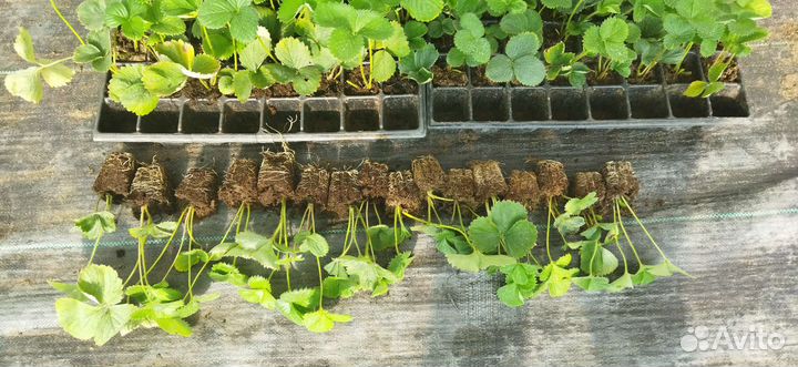 Рассада клубники Априка