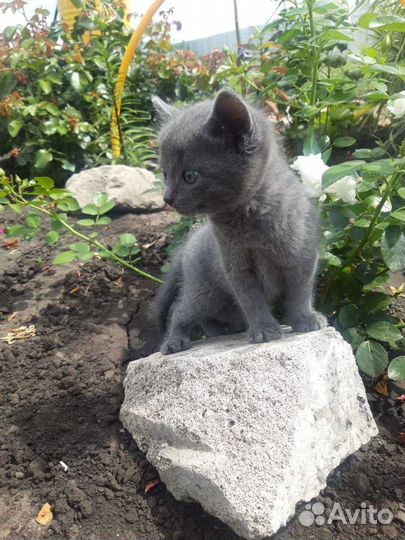 Котенок