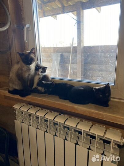 Котята в добрые руки бесплатно